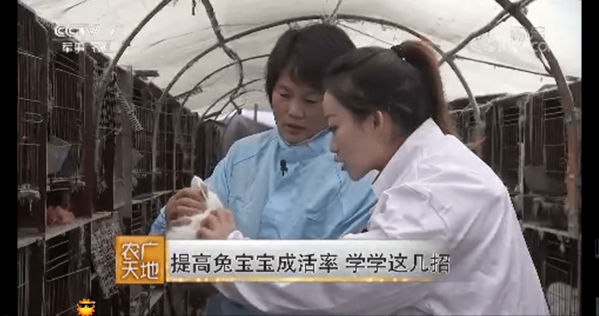 網(wǎng)絡(luò)電視臺-[農(nóng)廣天地]提高兔寶寶成活率 學(xué)學(xué)這幾招 