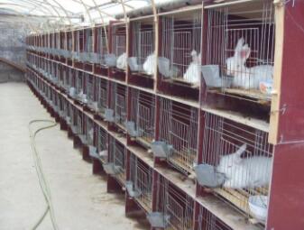 長毛兔產(chǎn)后多少天配種好？