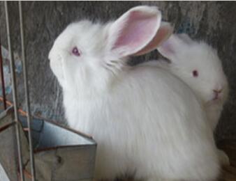 養(yǎng)安哥拉兔利潤(rùn)大嗎？