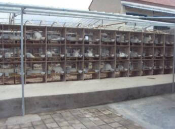 蒙陰長毛兔屁股周圍的毛發(fā)必須經(jīng)常清洗