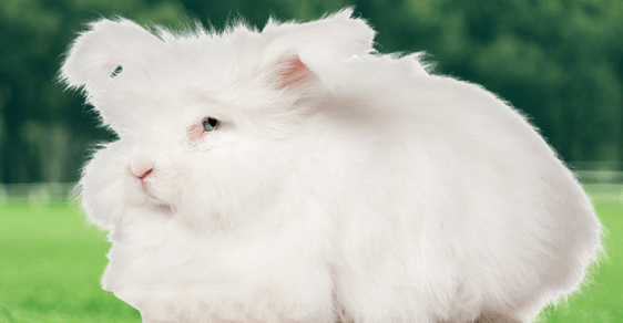 2020年長毛兔行情:現(xiàn)在兔毛是多少