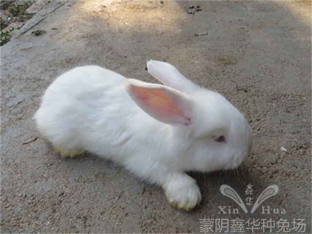 安哥拉長(zhǎng)毛兔剪毛的方法及流程！