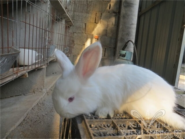 種安哥拉兔公免的飼養(yǎng)管理技術(shù)！