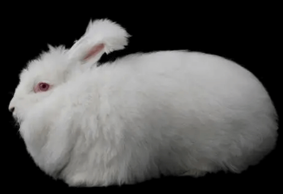十招幫您提高長(zhǎng)毛兔的養(yǎng)殖效益