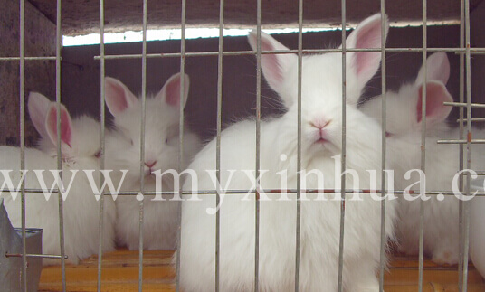 長毛兔養(yǎng)殖增效措施有哪些？