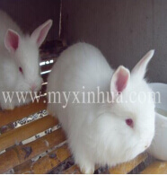 養(yǎng)兔我們需要每日做什么？