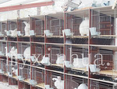 長(zhǎng)毛兔子的壽命有多少年？