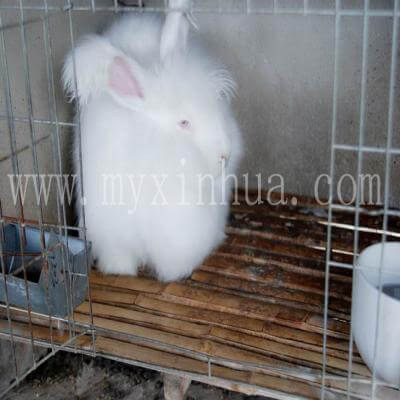 長毛兔生了黏液瘤病怎么防治？