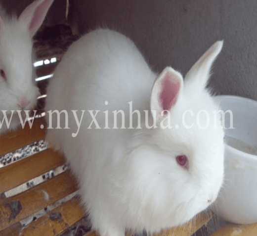 長(zhǎng)毛兔吃什么以及禁止吃什么