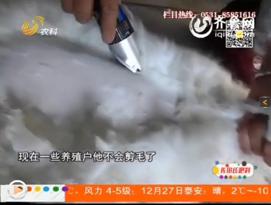 養(yǎng)殖長(zhǎng)毛兔期間，防疫事項(xiàng)要做好！