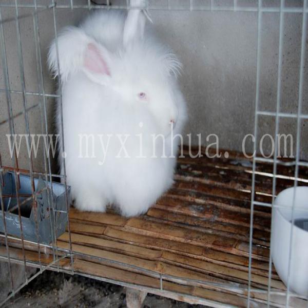 兔子吃了變質(zhì)的兔糧會(huì)如何？