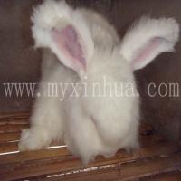 給長(zhǎng)毛兔采毛的目的是防止兔毛纏結(jié)