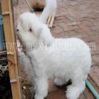 飼喂長(zhǎng)毛兔的飼料應(yīng)保持長(zhǎng)期穩(wěn)定