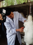 長毛兔兔毛的產量和質量如何來提高？