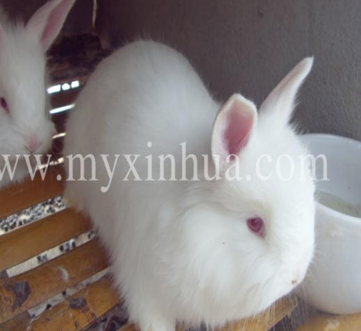 如何繁殖長(zhǎng)毛兔？ 你要注意什么