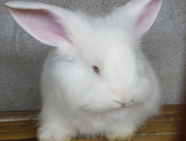 長毛兔出現(xiàn)拉稀現(xiàn)象是什么原因？