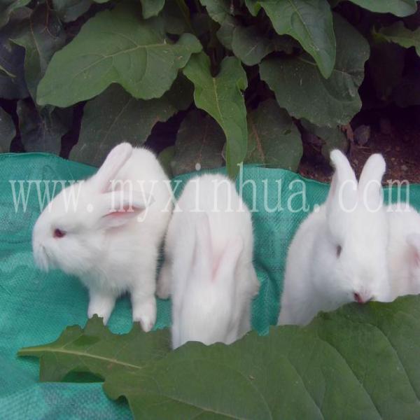 長(zhǎng)毛兔的營(yíng)養(yǎng)價(jià)值